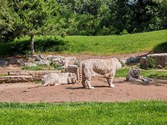 -北京野生动物园