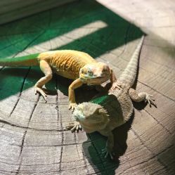 -酷嗒动物文化乐园(cutezoo西溪乐天城店)