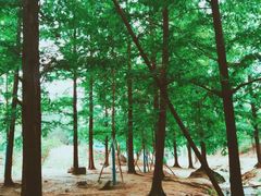 -白水寺森林公园