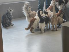 -Cappucimeow猫咪咖啡馆(韦伯时代店)