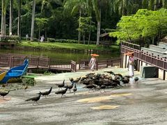-西双版纳原始森林公园