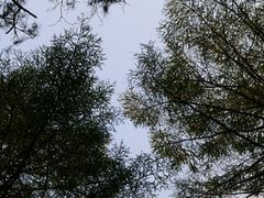 -长白岛森林公园