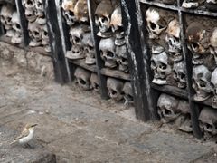 -比如骷髅墙景区