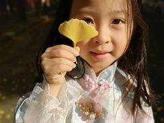 -三里屯东五街银杏大道