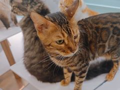 -安格丽娜·狗咖·猫咖羊驼咖(春熙路百盛商场店)
