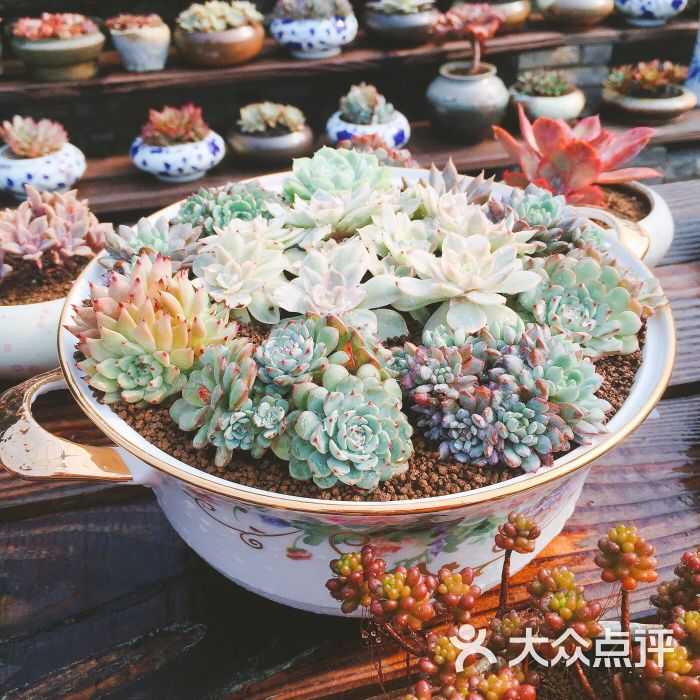 景天韵多肉园艺馆图片 - 第258张