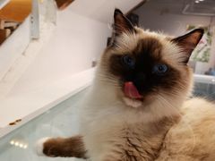 -喵喵咪呀布偶猫咖(春熙路店)