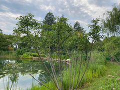 -金银湖国家城市湿地公园