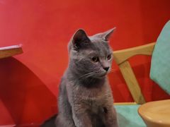 -猫色咖啡·猫咖