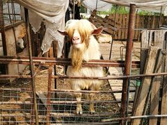 -小鱼草莓采摘园农家乐·小鱼餐厅