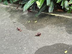 -广州长隆飞鸟乐园