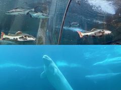 -杭州长乔极地海洋公园