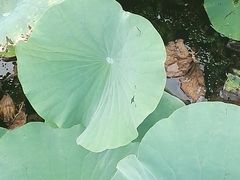 -天津东丽湖风景区