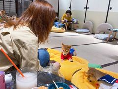 -逗柴咖啡屋·狗咖猫咖宠物桌游