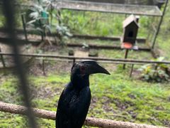 -吉隆坡雀鸟公园