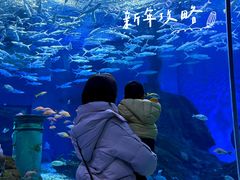 -海合安武汉极地海洋公园