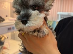 -翊宠yipet猫狗购宠庄园犬舍•猫舍