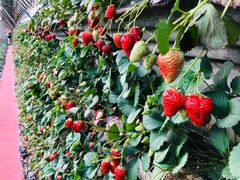-大自然农场蔬菜草莓采摘园