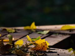 -三里屯东五街银杏大道