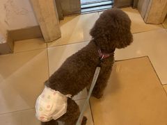 -瑞派申生动物医院·24H夜诊·国际动物医疗中心·骨外科(吴中路店)