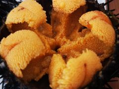 -海胆小馆(东北水饺·春柳店)