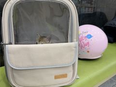 -瑞鹏宠物医院·骨外科·心肾科·肿瘤科(九亭店)