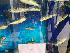 -肆月河豚·新淮扬(金融街店)