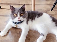 -东方名猫馆·英短金渐层布偶猫舍(环线广场1号楼店)