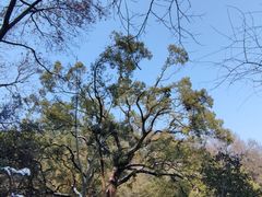 -岳麓山风景名胜区