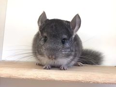 -龙猫仔乐园(惠福东路店)