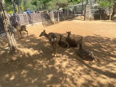 -石家庄市动物园