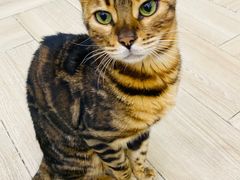 -安格丽娜·狗咖·猫咖羊驼咖(春熙路百盛商场店)