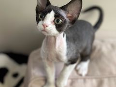 -pd派德宠物中心医院24H急重症·眼科中心·血液透析中心(嵩山北路店)