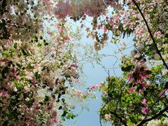 -深圳国际园林花卉博览园