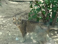 -青藏高原野生动物园