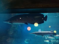 -烟台海昌鲸鲨海洋公园