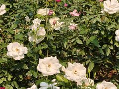 -人民公园(罗湖区)