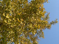 -北京西山国家森林公园