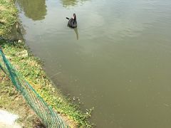 -鹅湖玫瑰文化园