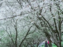 -苏州上方山国家森林公园