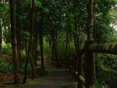 -铁山坪森林公园