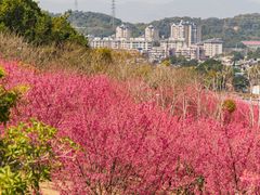 -牛岗山公园