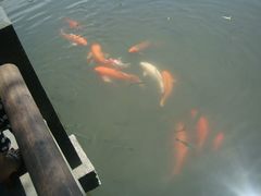 -西湖外事游船(花港观鱼码头)