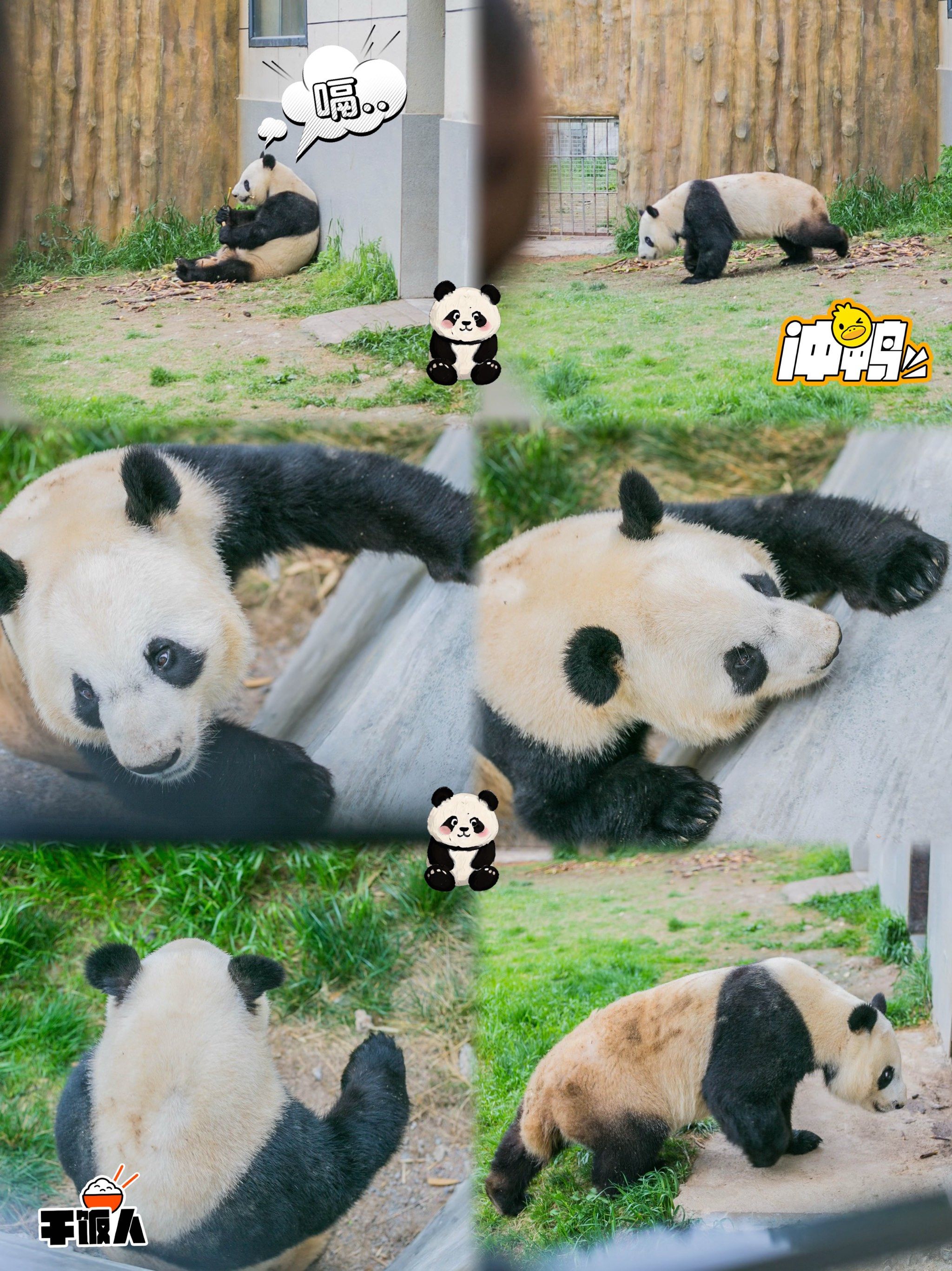 熊猫基地 #国宝大熊猫 #来动物园看大熊猫 
佛坪繁育基地的佳蜒