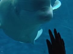 -芜湖新华联大白鲸海洋公园
