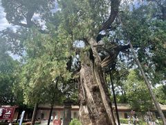 -黄帝陵