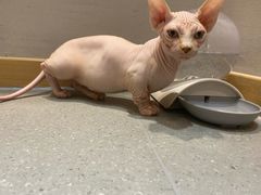 -飞行喵MR PILOT|猫舍·猫咖(静安大融城店)
