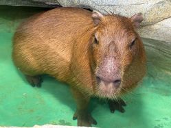 -Zoolung Zoolung动物主题公园(海信广场店)