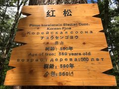 -汤旺河林海奇石景区