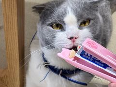 -藏猫猫咖啡主题馆(中央大道店)